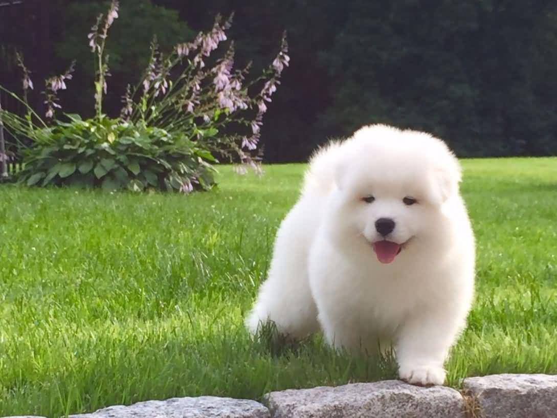 Cute-White-Samoyed-Puppy-Outside